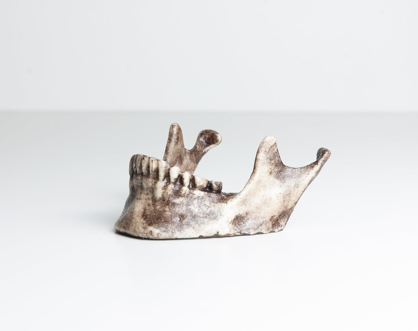 Jaw Table Number Holder - Business Card Holder