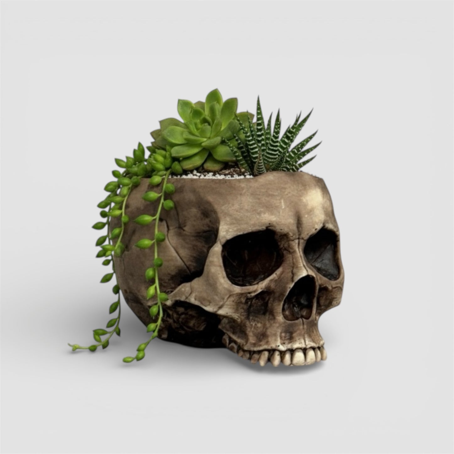 Skull Planter Pot