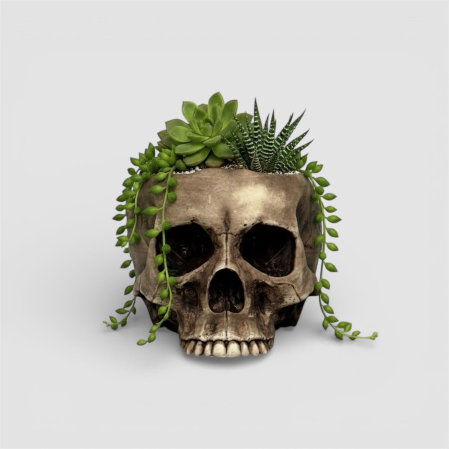 Skull Planter Pot